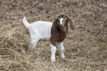 Precious brown and white baby goat next to pile of hay.