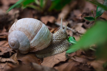 Snail gastropoda feeding up with green grass in undergrowth forest