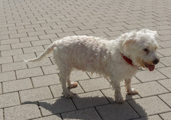 A small,young dog in a park