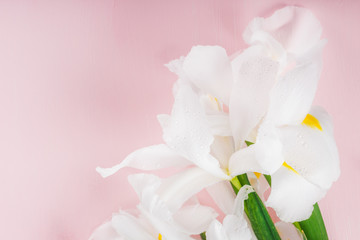 Obraz na płótnie Canvas Beautiful White Iris Flowers on Pink Background