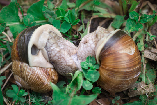 Couple grape snails gastropoda copulating in undergrowth forest close-up