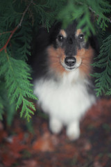 portrait of Shetland sheepdog in green plants