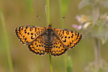 GÜZEL İPARHAN © mylasa