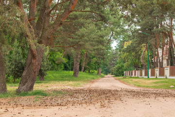 Pine tree alley