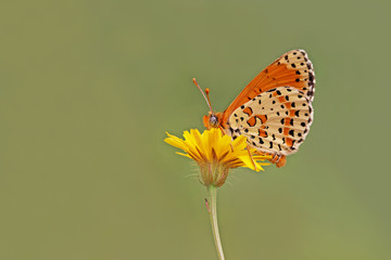 BENEKLİ İPARHAN © mylasa