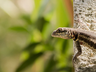 Lizard