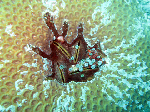 Philippinische Miesmuschel (Modiolus philippinarum)