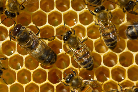 Bees build honeycombs and honey close to them.
