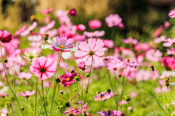 Pink cosmos flowers against the bright blue sky.
