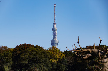Obraz premium スカイツリー