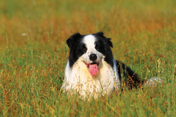 Fototapeta premium Portrait of border collie dog
