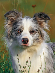 Portrait of border collie dog