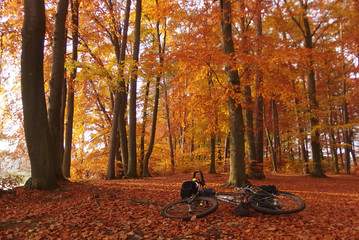 Jesienna wycieczka rowerowa - obrazy, fototapety, plakaty