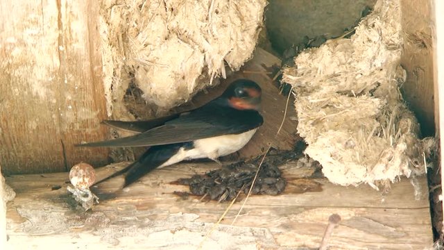 Swallow flies and building a nest
