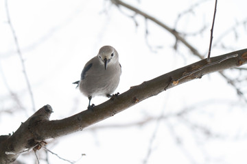 Close up of nutcracker resting on wintry branch