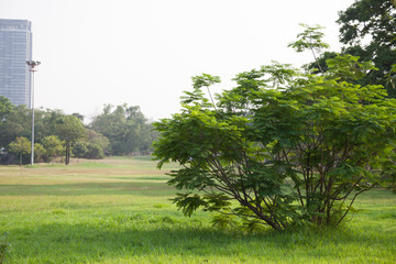 Atmosphere of nature Inside the Public park in the city.