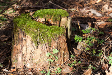 Forest stump with green moss