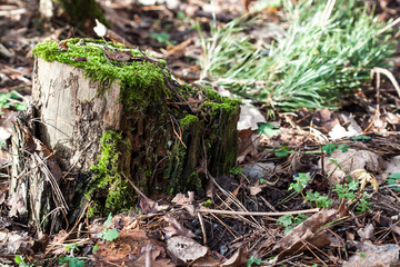 Forest stump with green moss