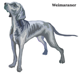 Fototapeta premium Colored decorative standing portrait of Weimaraner vector illustration