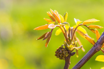 Walnut blooms. Walnuts young leaves and inflorescence on a city background. flower of walnut on the branch of tree in the spring. Collect pollen from flowers and buds