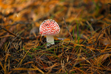 in the coniferous forest grows a beautiful red-white and poisonous amanita