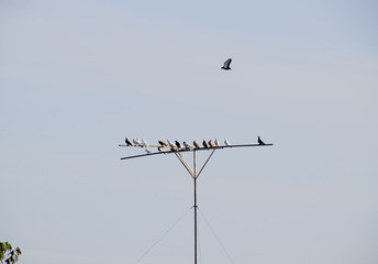Pigeons on the seat, breeding domestic pigeons.