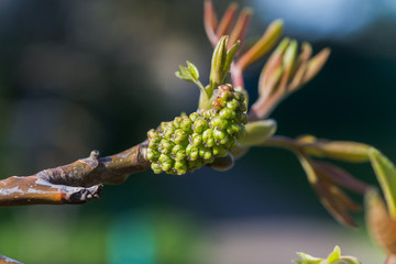 Walnut blooms. Walnuts young leaves and inflorescence on a city background. flower of walnut on the branch of tree in the spring. Collect pollen from flowers and buds