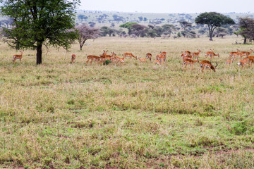Fototapeta na wymiar Thomson's gazelle (Eudorcas thomsonii), known as tommie, the most common type of gazelle in East Africa in Serengeti ecosystem, Tanzania, Africa