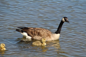 Mother Goose With Her Young, Gold Bar Park, Edmonton, Alberta