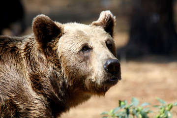 Fototapeta premium brown bear