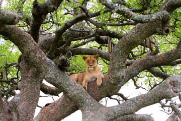 East African lionesses (Panthera leo)