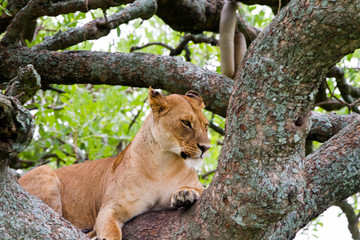 East African lionesses (Panthera leo)