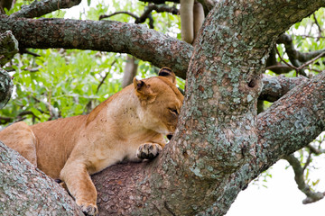 East African lionesses (Panthera leo)