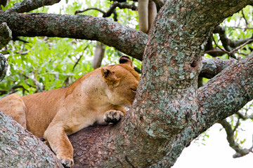 East African lionesses (Panthera leo)