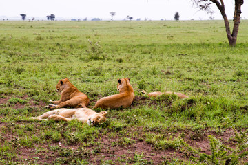 East African lionesses (Panthera leo)