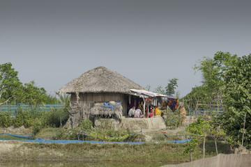 Fototapeta na wymiar Sundarbans / Bangladesh - November 2012: People work on rice fields in Bangladesh during dry season.