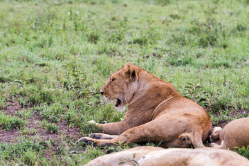 Fototapeta na wymiar East African lionesses (Panthera leo)
