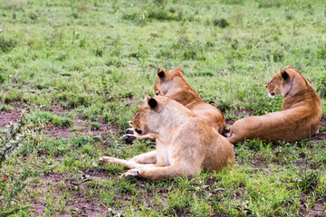 East African lionesses (Panthera leo)