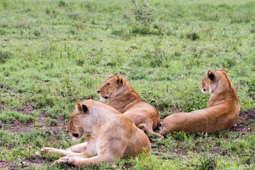 East African lionesses (Panthera leo)