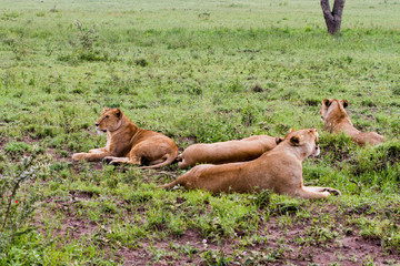 East African lionesses (Panthera leo)