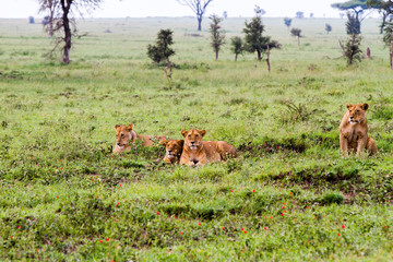 East African lionesses (Panthera leo) preparing to hunt in Serengeti National Park, Tanzania