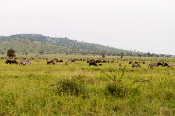 Field with zebras and blue wildebeest in Serengeti National Park, Tanzania
