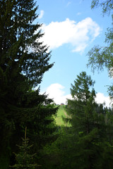 Beautiful pine trees