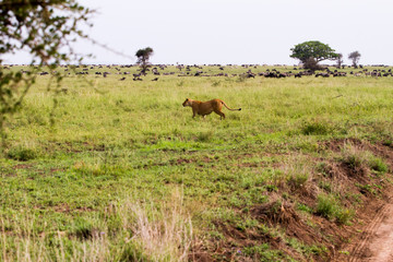 East African lioness (Panthera leo) preparing to hunt in Serengeti National Park, Tanzania