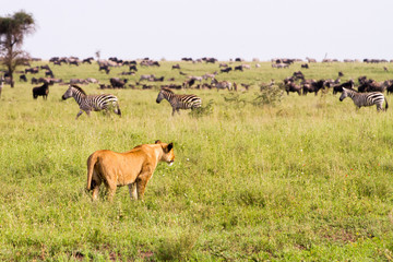 East African lionesses (Panthera leoEast African lioness (Panthera leo) preparing to hunt in a field with zebras and wildebeests in Serengeti National Park, Tanzania