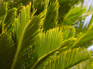 green fern needles close up