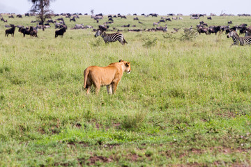 East African lionesses (Panthera leoEast African lioness (Panthera leo) preparing to hunt in a field with zebras and wildebeests in Serengeti National Park, Tanzania