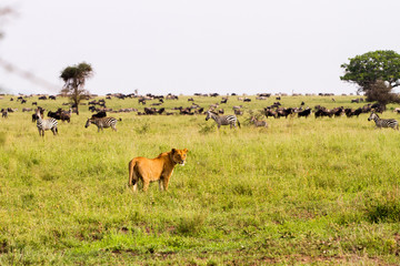 Naklejka premium East African lionesses (Panthera leoEast African lioness (Panthera leo) preparing to hunt in a field with zebras and wildebeests in Serengeti National Park, Tanzania