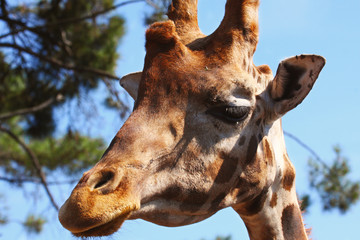 Giraffe © katechris