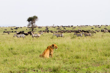 East African lionesses (Panthera leoEast African lioness (Panthera leo) preparing to hunt in a field with zebras and wildebeests in Serengeti National Park, Tanzania